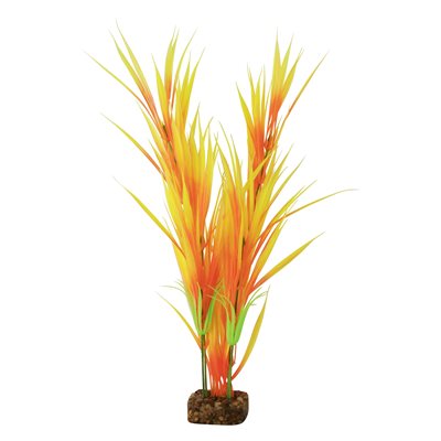 Spectrum Plante « GloFish » Grande Orange Jaune Spectrum Plante « GloFish » Grande Orange Jaune