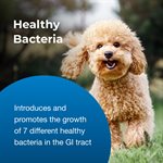 PetAg Bene-Bac® Plus Probiotic Pet Powder 4.5oz